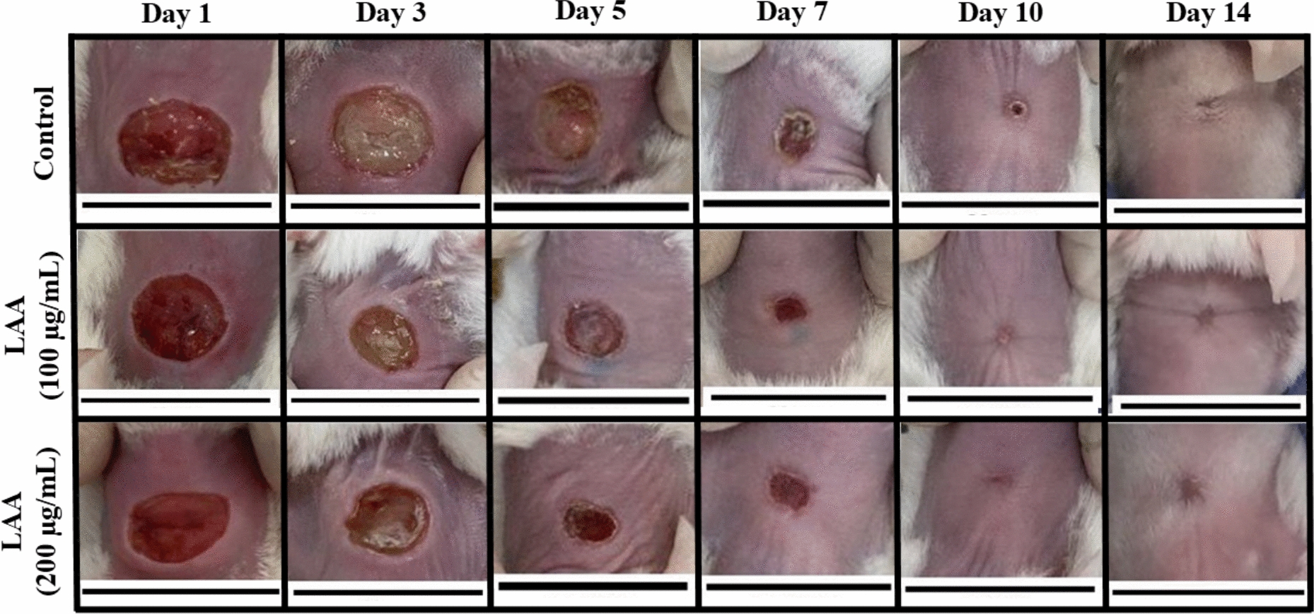 Wound healing and anti-inflammatory effects of LAA, the -acetyl--galactosamine-binding lectin from seeds of  (Allemão) ducke