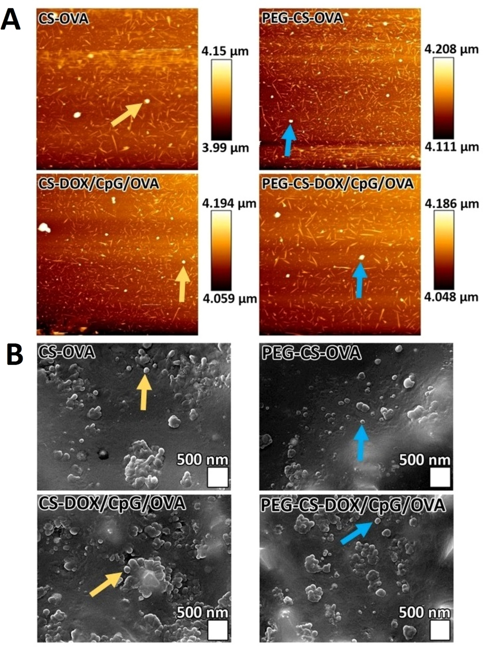 Innovative PEGylated chitosan nanocarriers for co-delivery of doxorubicin and CpG in breast cancer therapy: Preparation, characterization, and immunotherapeutic potential