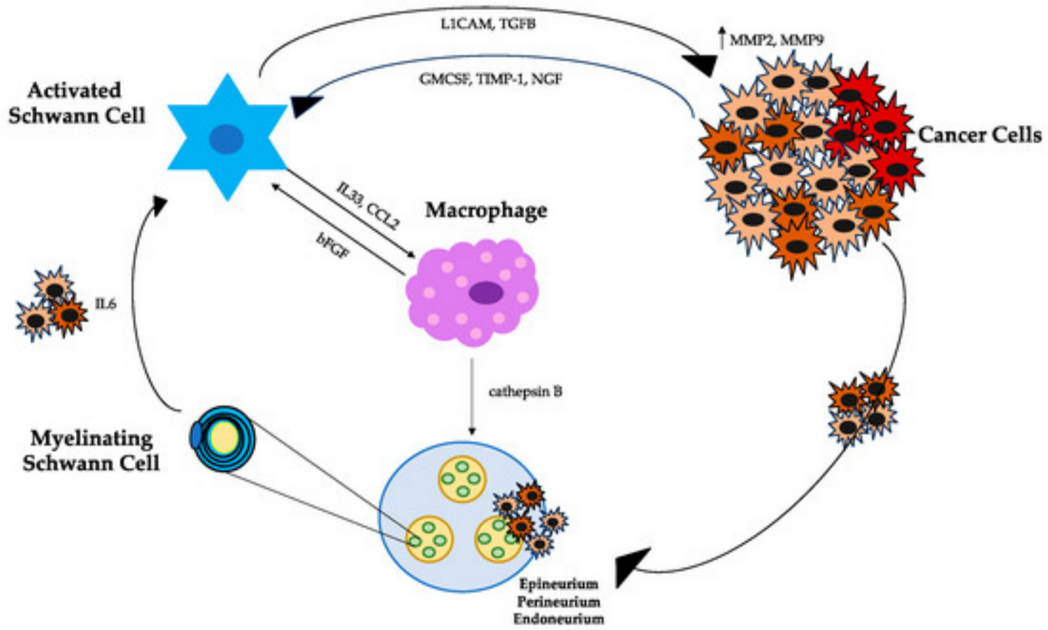 Molecular mechanisms and clinical significance of perineural invasion in malignancies: the pivotal role of tumor-associated Schwann cells in cancer progression and metastasis