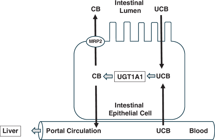 Time to clarify the role of extrahepatic intestinal UGT1A1 in human neonatal bilirubin metabolism