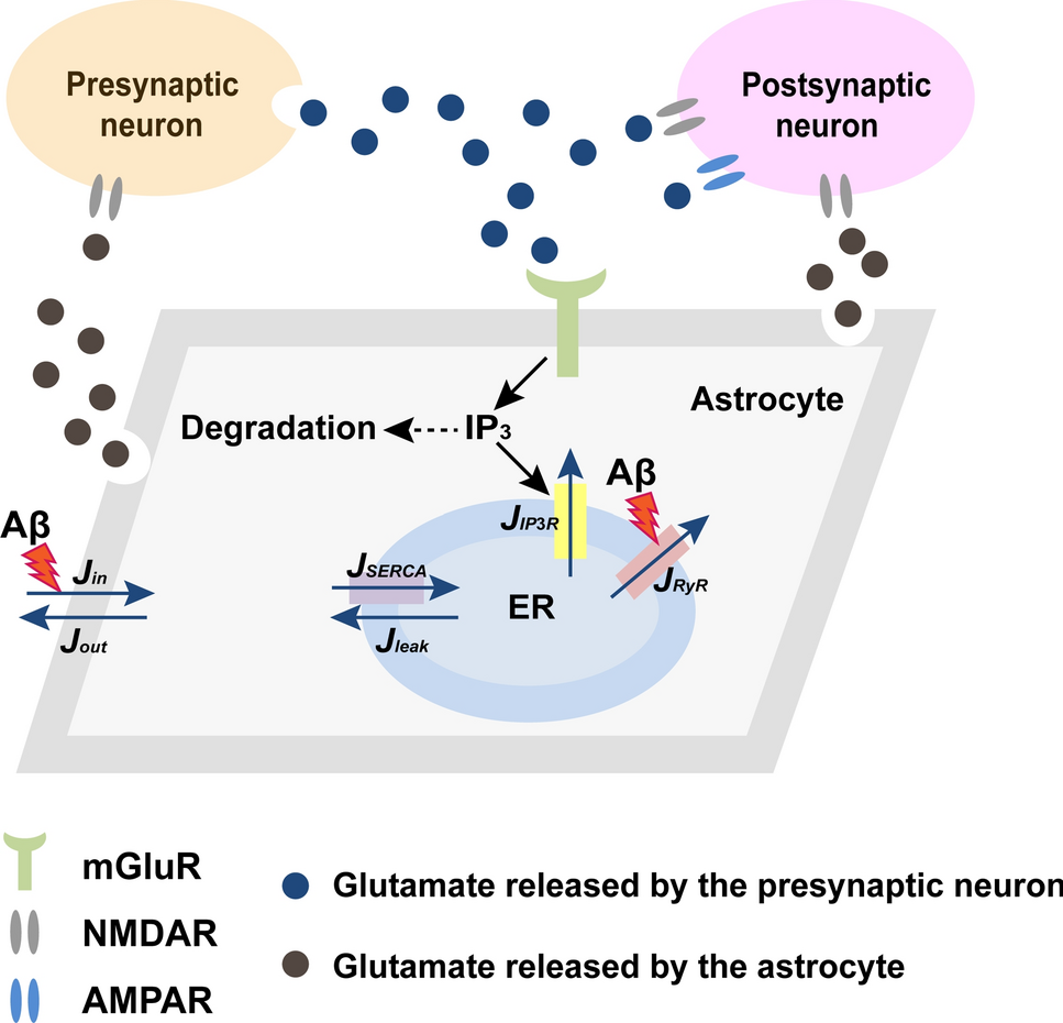 Dynamic modeling of astrocyte-neuron interactions under the influence of Aβ deposition