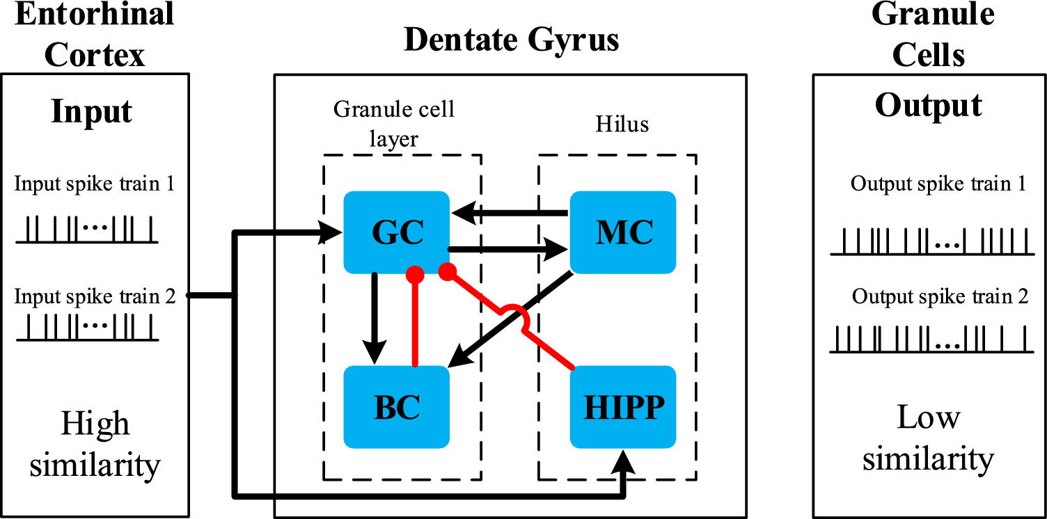 The dynamic impact of adult neurogenesis on pattern separation within the dentate gyrus neural network
