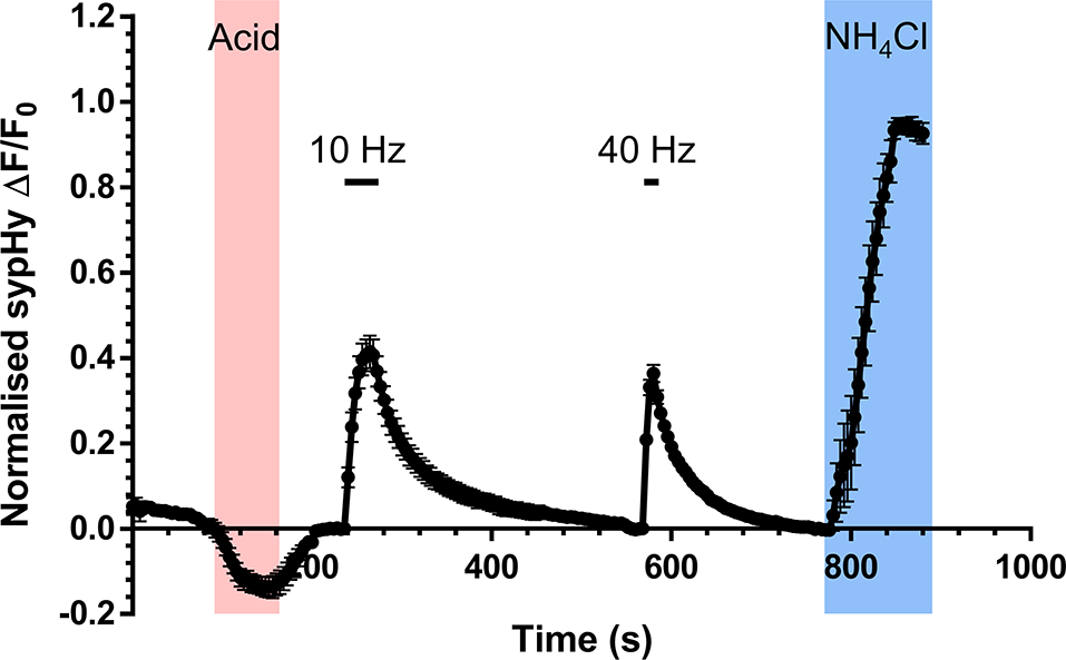 Convergent depression of activity-dependent bulk endocytosis in rodent models of autism spectrum disorder