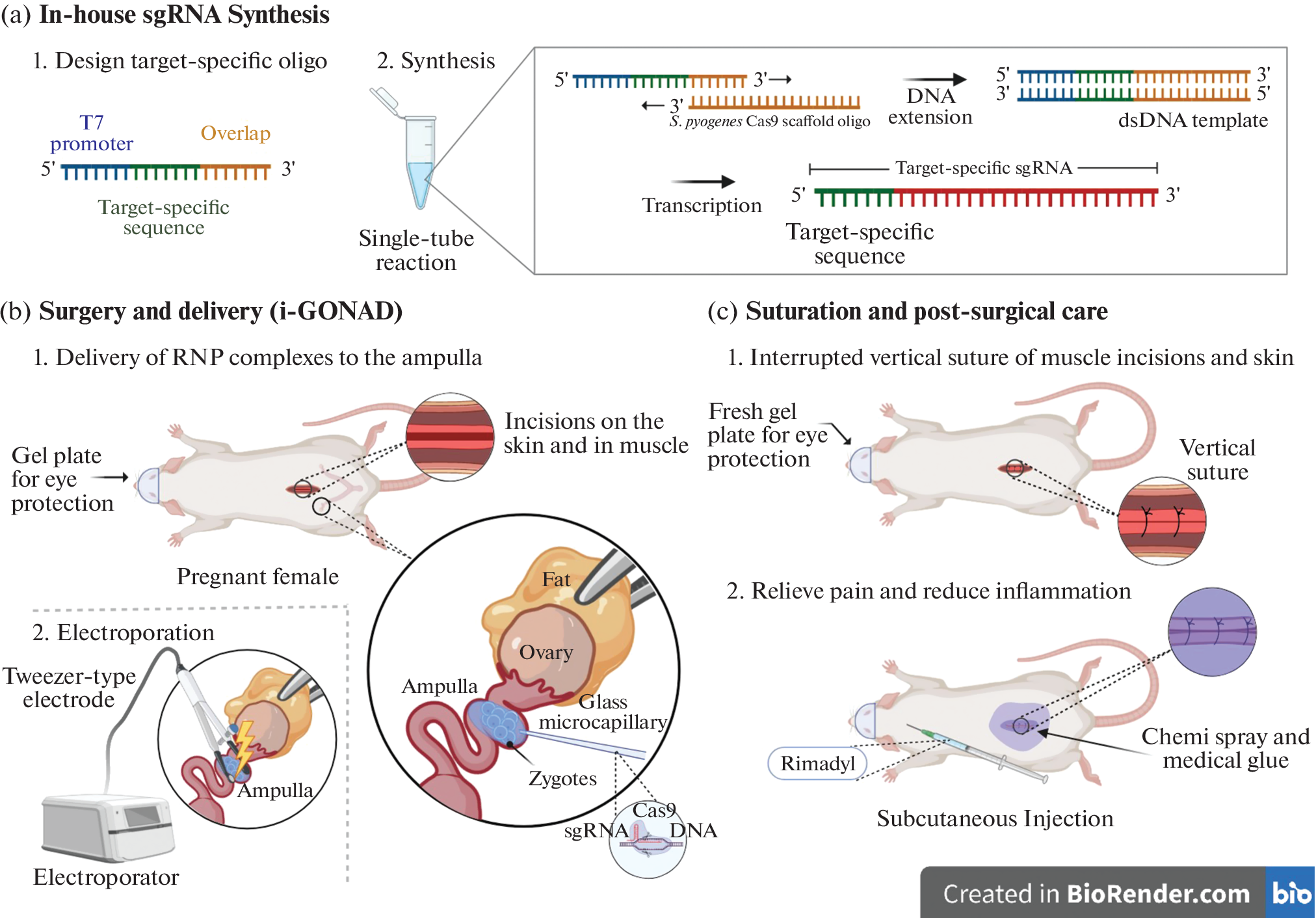 Adapting Mouse Genome Editing Technique from Scratch Using  Electroporation