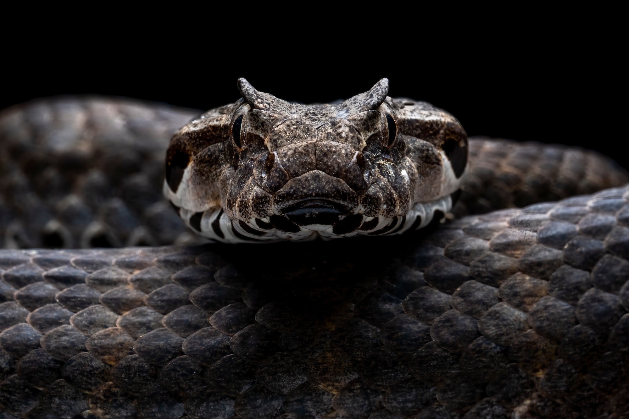 New three-part antivenom cocktail protects against the world’s deadliest snakes
