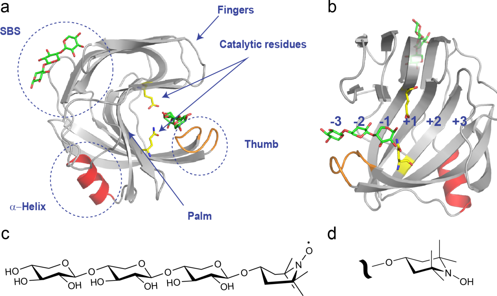 Terminal spin labeling of xylotriose strongly affects interactions in the active site of xylanase BcX