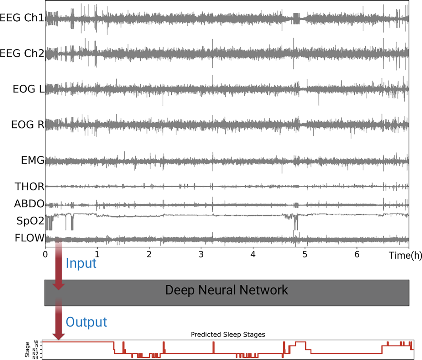 A somnologist’s guide to explainable deep neural networks for sleep scoring