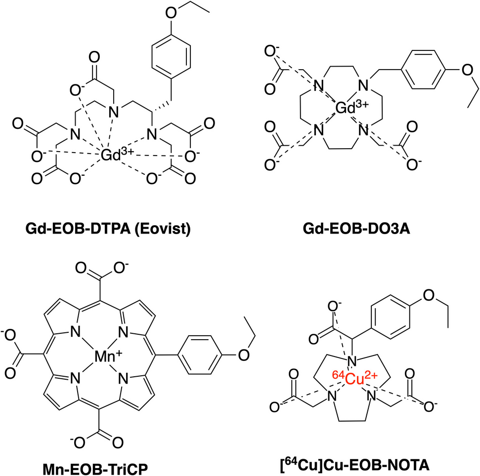 Species-Specific Hepatic Uptake of [Cu]Cu-EOB-NOTA, A Newly Designed Hepatospecific PET Agent