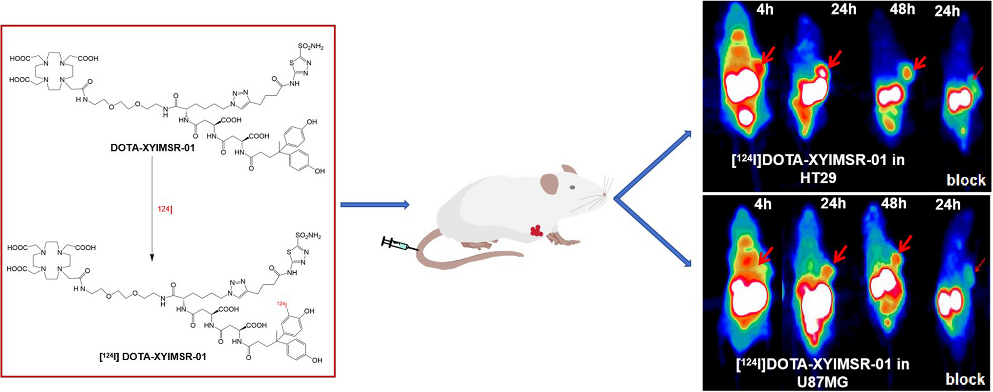 Synthesis and Construction of I-124 Labeled Small Molecular Probe for Noninvasive PET Imaging of CAIX Expression