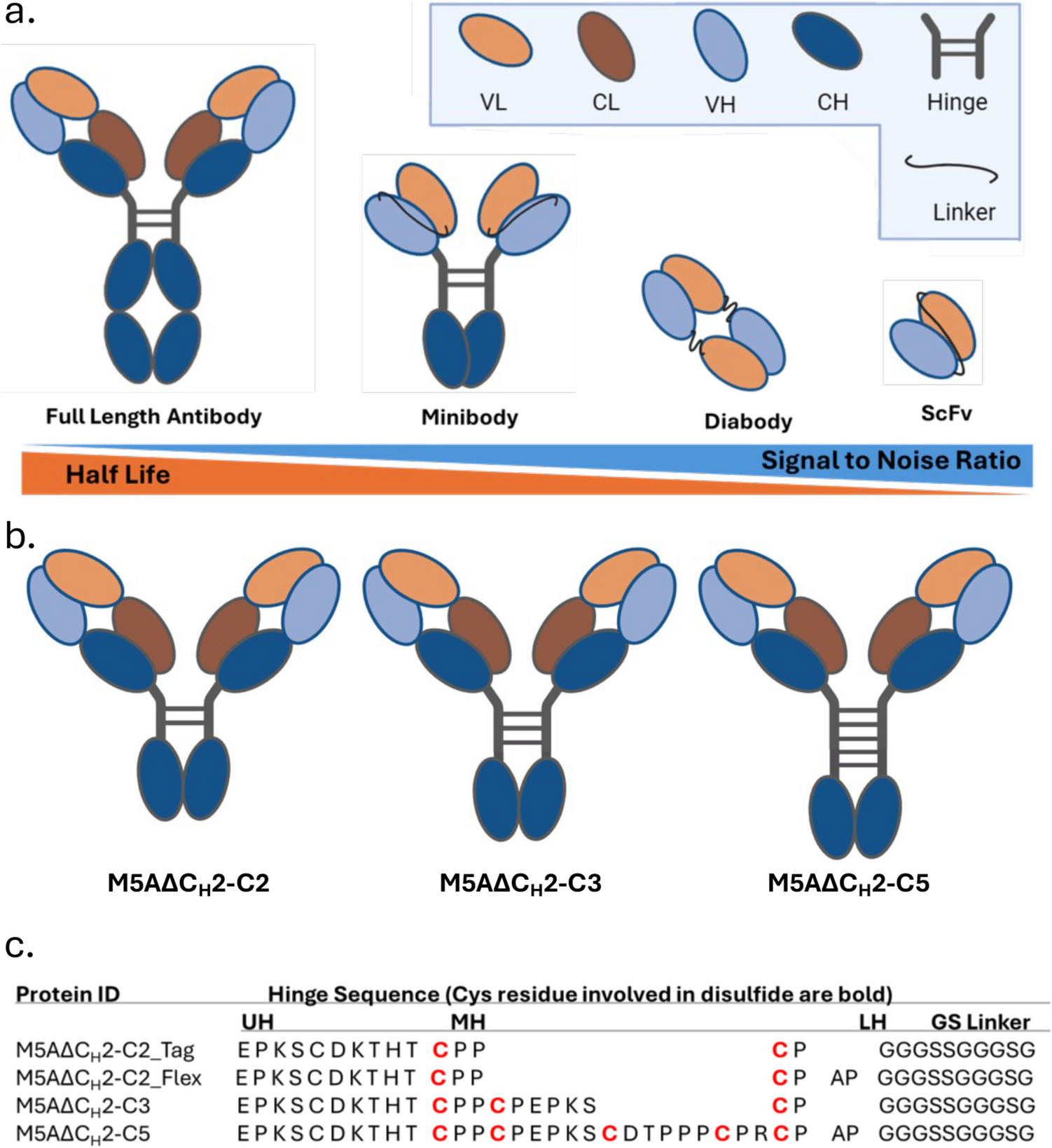Development of Anti-CEA C2 Domain-Deleted Antibody (M5A∆C2) for the PET Imaging of Colorectal Cancer