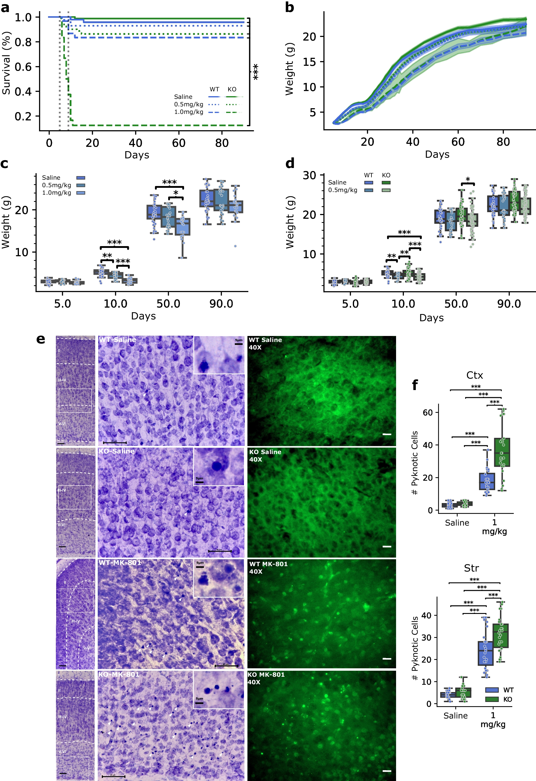 Acute and Long-Term Consequences of Neonatal NMDA Blockade in the  Knock-Out Mouse