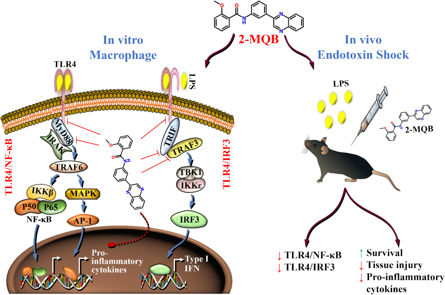 A Quinoxaline Derivative as a New Therapeutic Agent for Sepsis through Suppression of TLR4 Signaling Pathways