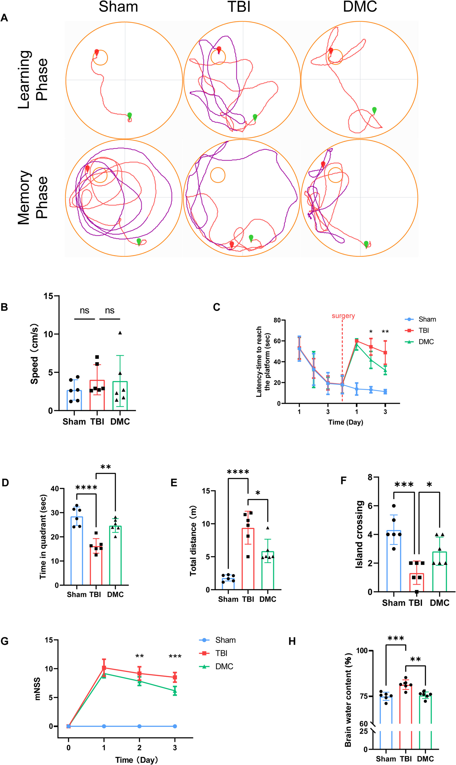 4,4′-Dimethoxychalcone Mitigates Neuroinflammation Following Traumatic Brain Injury Through Modulation of the TREM2/PI3K/AKT/NF-κB Signaling Pathway