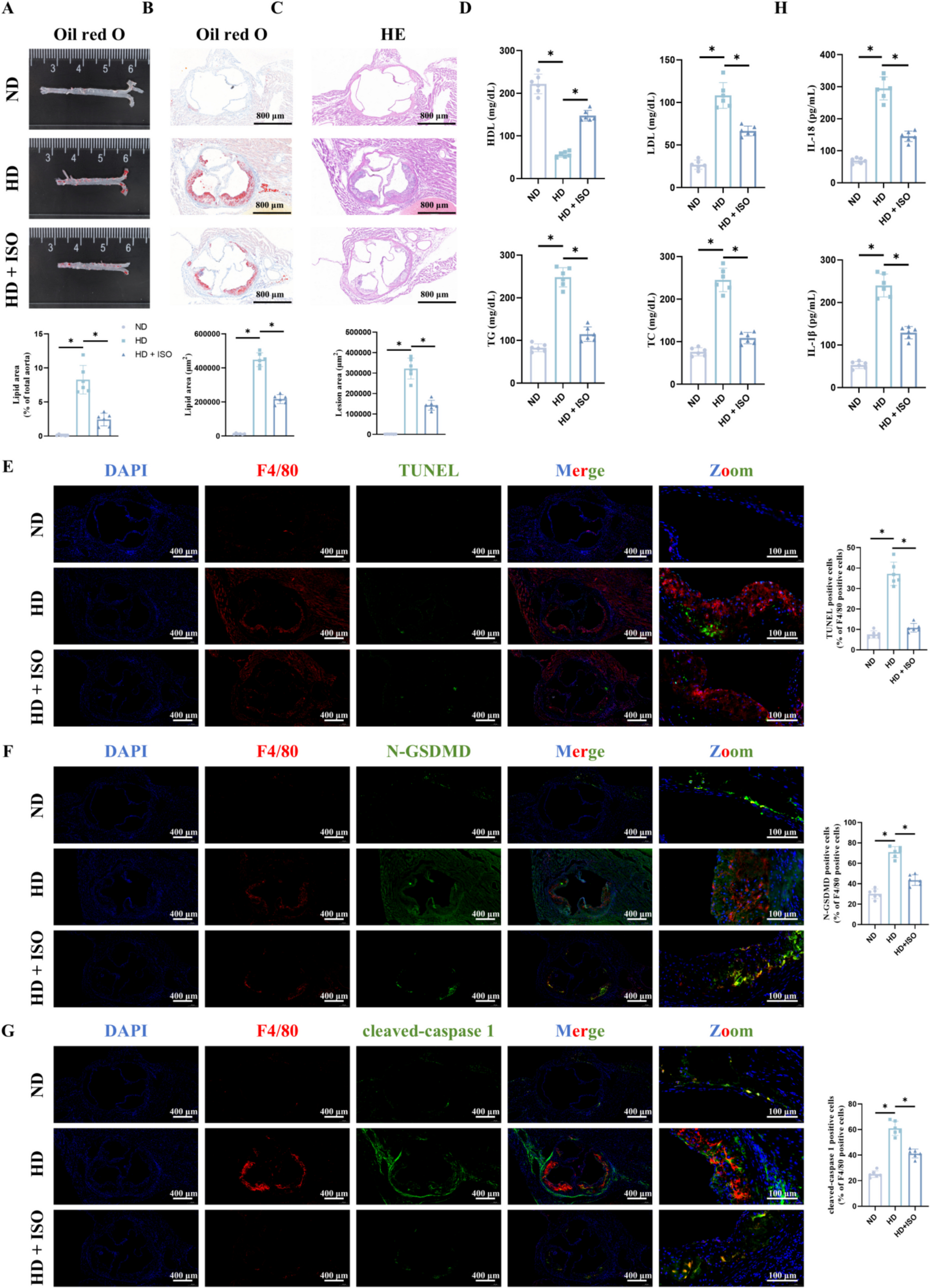 Isoorientin Ameliorates Macrophage Pyroptosis and Atherogenesis by Reducing KDM4A Levels and Promoting SKP1-Cullin1-F-box E3 Ligase-mediated NLRP3 Ubiquitination
