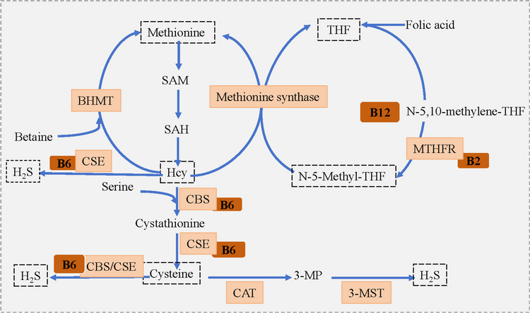 Role and Relationship Between Homocysteine and HS in Ischemic Stroke