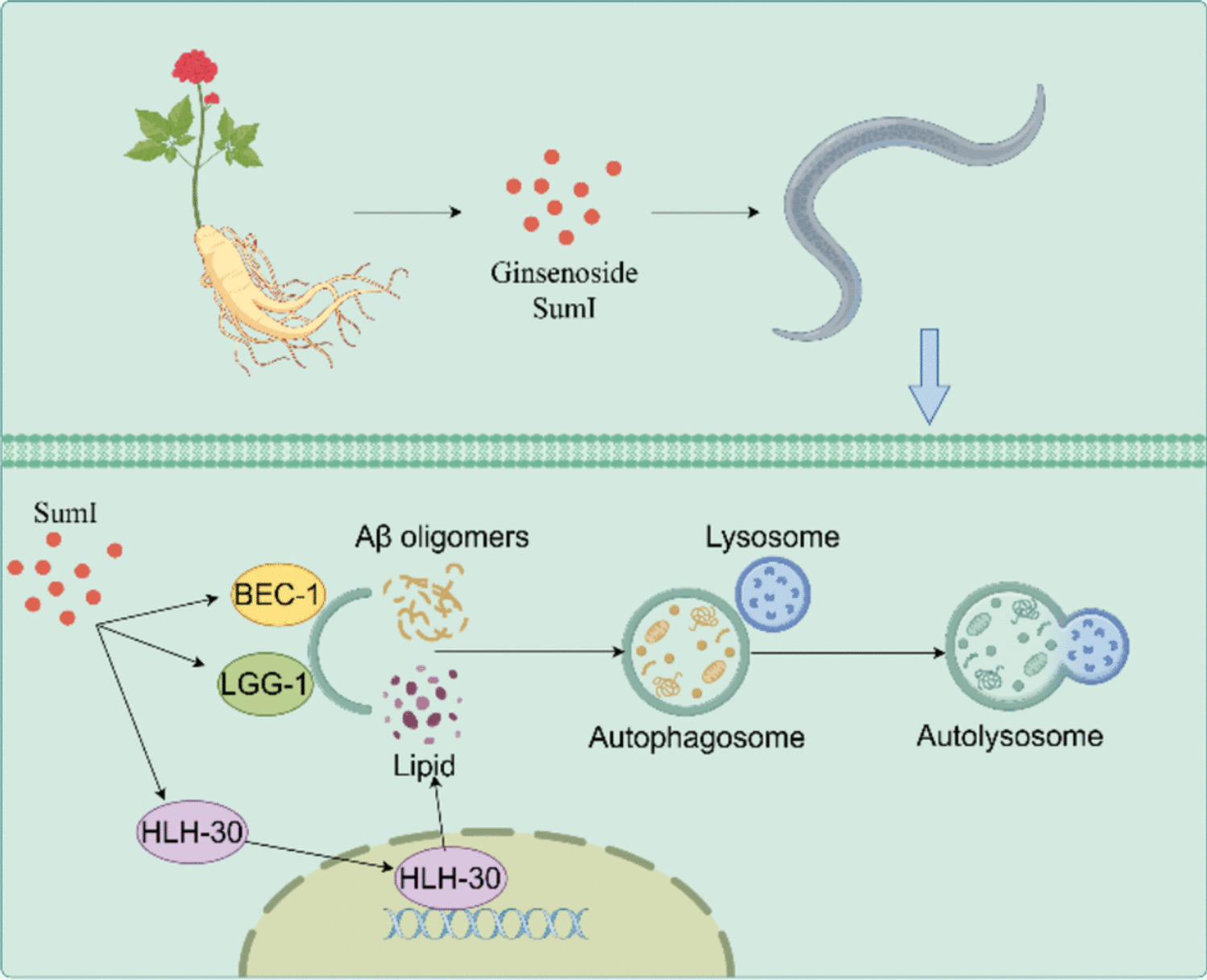 A Ginsenoside Composition Ameliorated Aβ and Tau Aggregation via Autophagy Lysosome Pathway