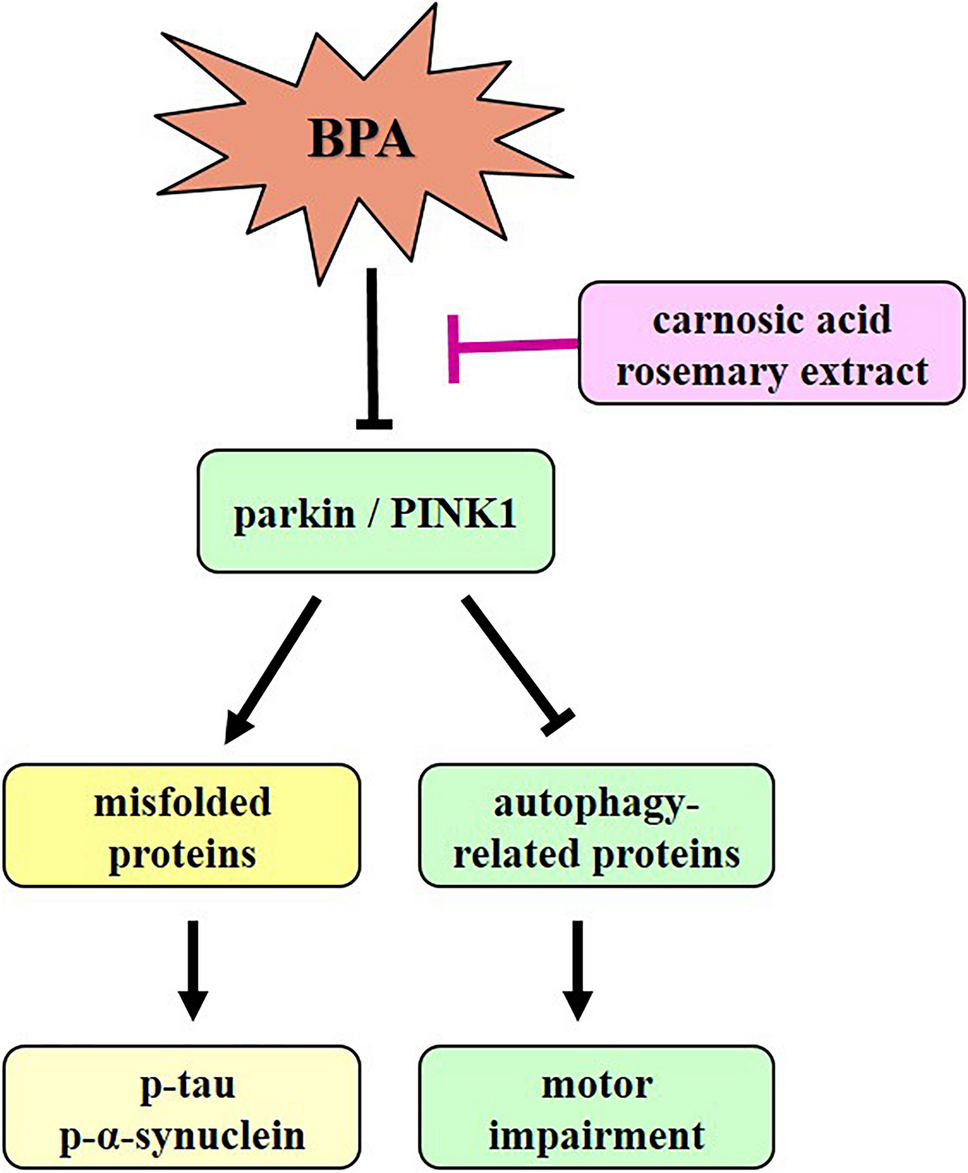 Carnosic Acid Attenuated the Motor Impairment by Bisphenol A is Related to the Regulation of Autophagy Through Parkin in In Vitro and In Vivo