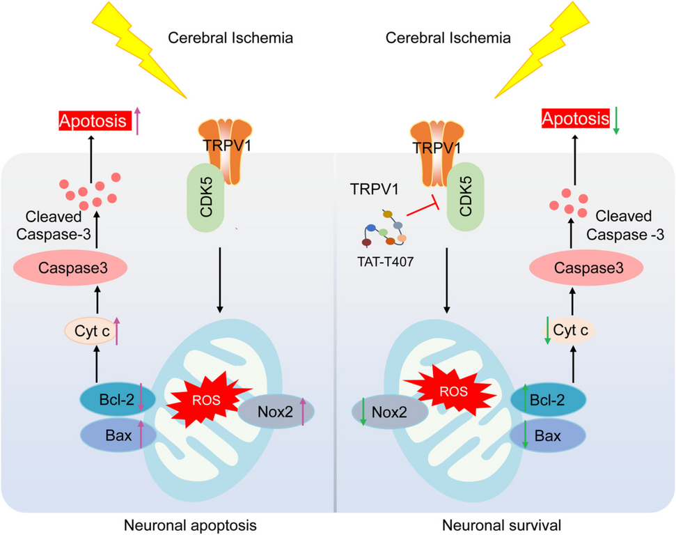 TAT-T407 Mitigates Apoptosis and Cognitive Impairments Following Cerebral Ischemia Through Disruption of TRPV1-CDK5 Interaction