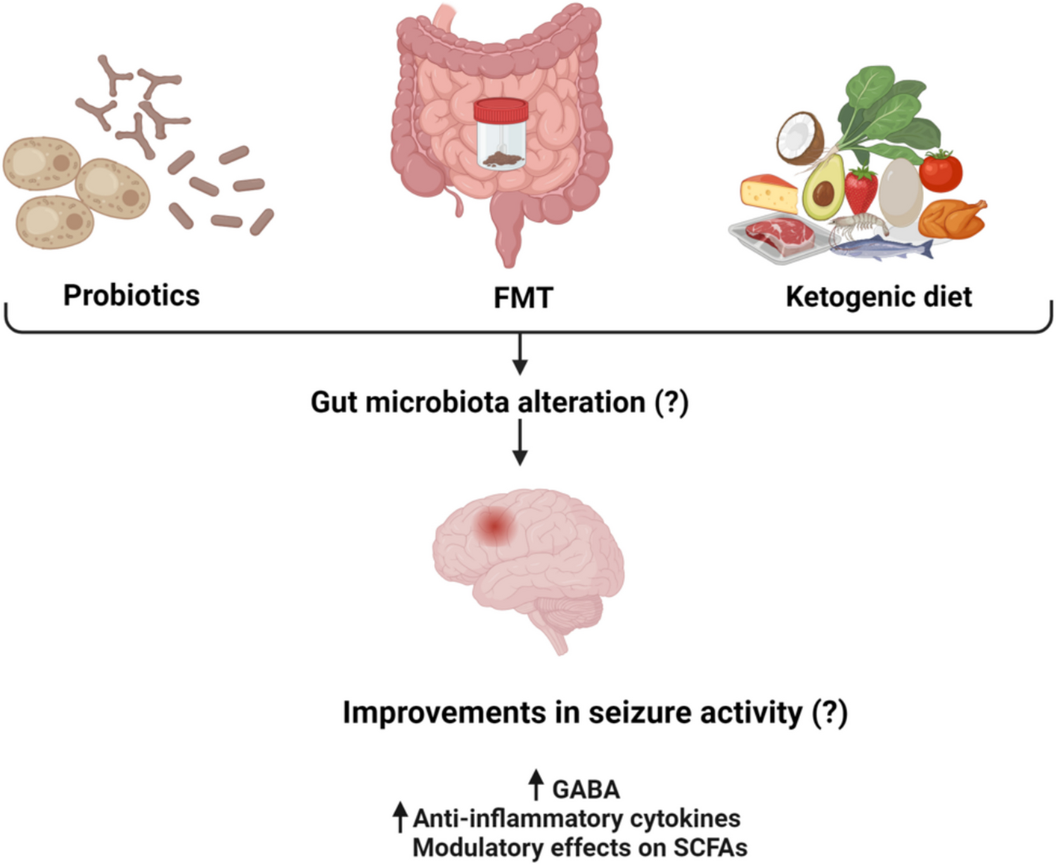 The Influence of the Probiotics, Ketogenic Diets, and Gut Microbiota on Epilepsy and Epileptic Models: A Comprehensive Review