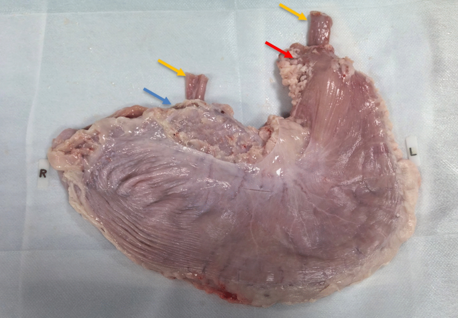 An Ex Vivo Animal Organ Model Tailored for Fluoroscopically Guided Percutaneous Jejunostomy