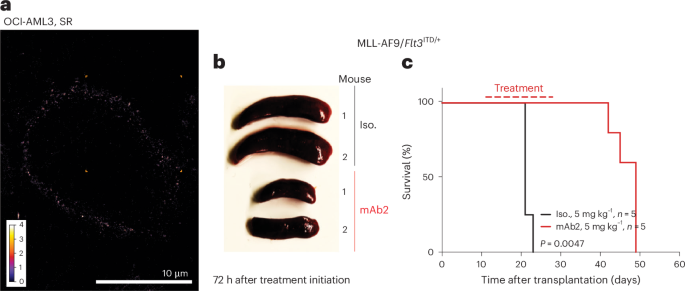 Targeting a cell surface RNA-binding protein driving acute myeloid leukemia