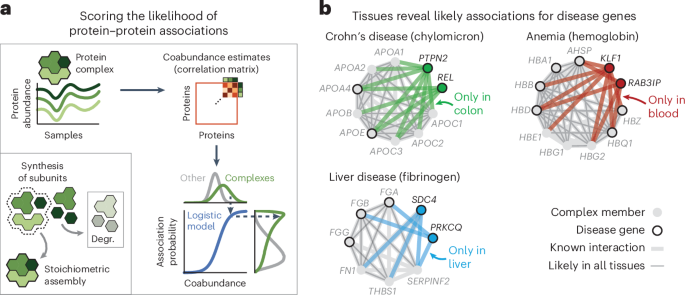 A protein association atlas for human tissues
