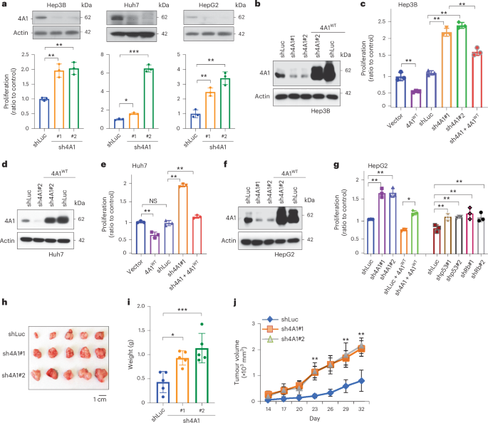 ALDH4A1 functions as an active component of the MPC complex maintaining mitochondrial pyruvate import for TCA cycle entry and tumour suppression
