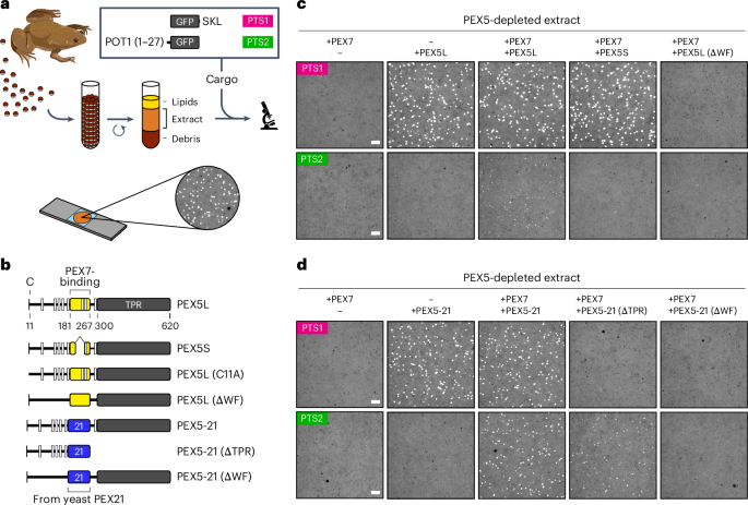 Import mechanism of peroxisomal proteins with an N-terminal signal sequence