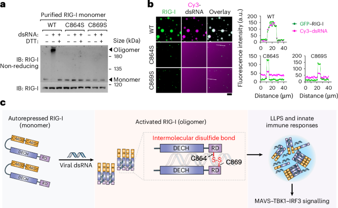 Regulation of RIG-I activity by phase separation reveals new therapeutic opportunities