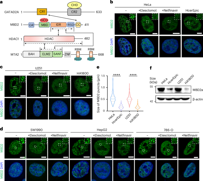 Targeting redox-sensitive MBD2–NuRD condensate in cancer cells
