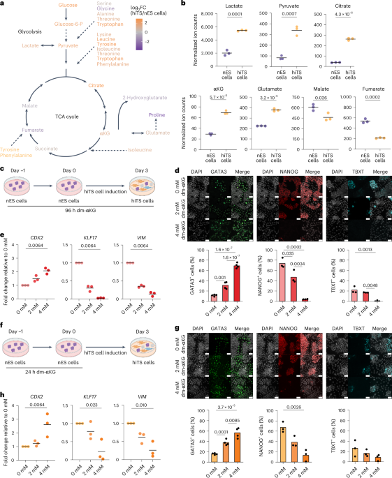 α-Ketoglutarate promotes trophectoderm induction and maturation from naive human embryonic stem cells
