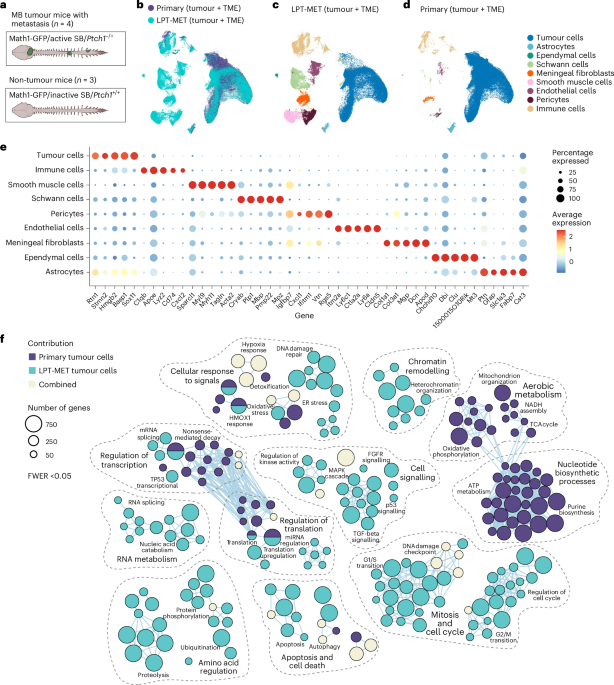 Metastatic medulloblastoma remodels the local leptomeningeal microenvironment to promote further metastatic colonization and growth