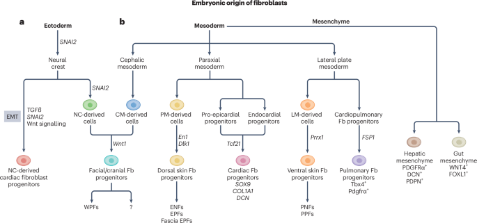 Effects of embryonic origin, tissue cues and pathological signals on fibroblast diversity in humans