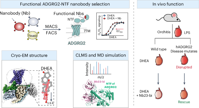 Development of an allosteric adhesion GPCR nanobody with therapeutic potential