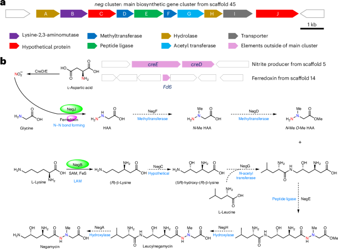 Direct nitrogen–nitrogen bond formation by an enzyme from the negamycin biosynthetic pathway
