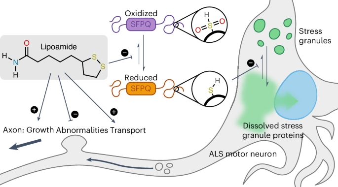 Small-molecule dissolution of stress granules by redox modulation benefits ALS models