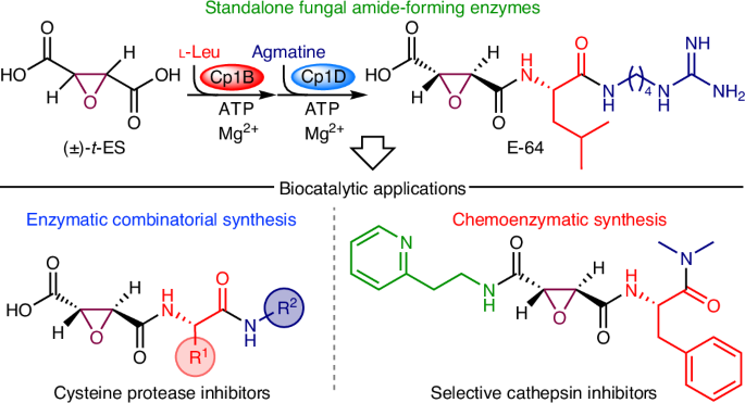 Enzymatic combinatorial synthesis of E-64 and related cysteine protease inhibitors