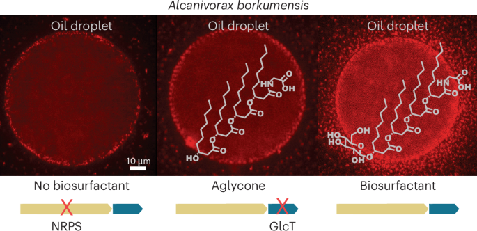 Biosurfactant biosynthesis by Alcanivorax borkumensis and its role in oil biodegradation