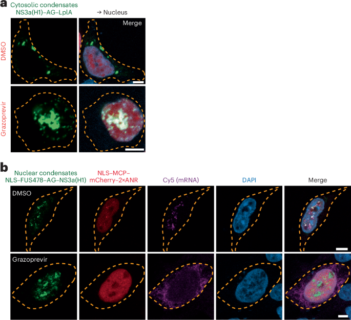 Chemically programmable condensates for gene regulation