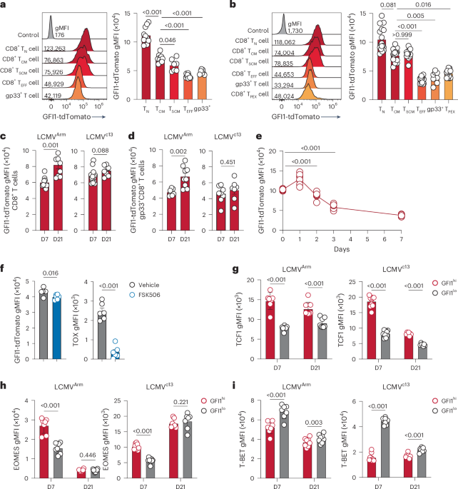 GFI1-driven transcriptional and epigenetic programs maintain CD8+ T cell stemness and persistence
