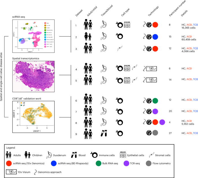 Immune–epithelial–stromal networks define the cellular ecosystem of the small intestine in celiac disease
