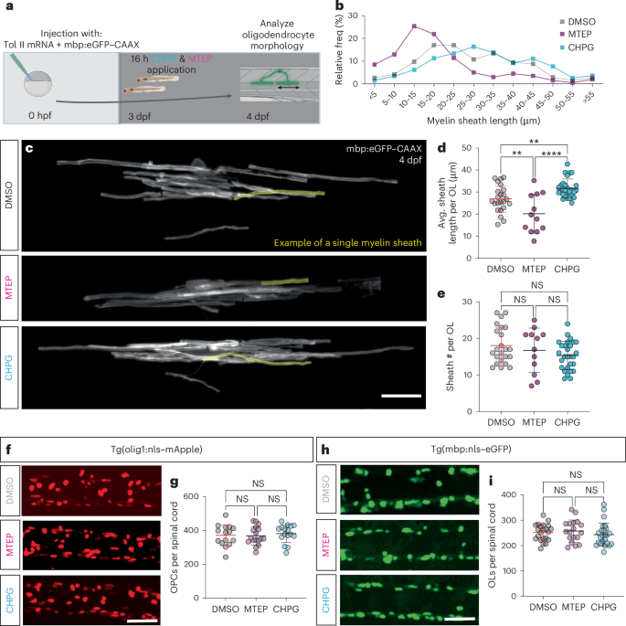 Activity-driven myelin sheath growth is mediated by mGluR5