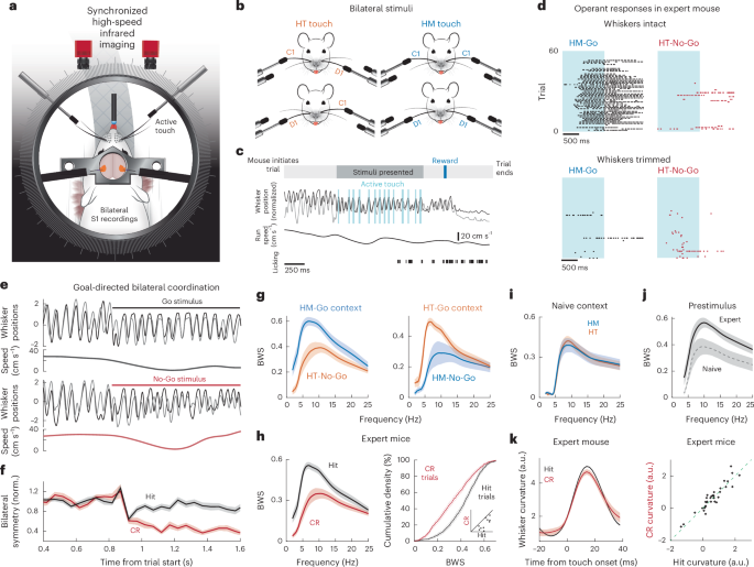 Bilateral integration in somatosensory cortex is controlled by behavioral relevance