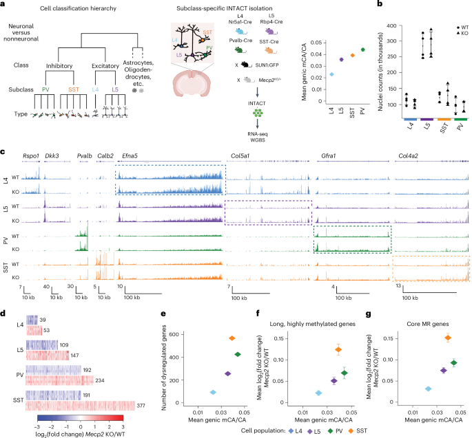MeCP2 and non-CG DNA methylation stabilize the expression of long genes that distinguish closely related neuron types