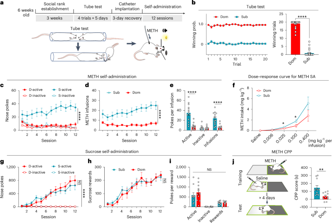 Social rank modulates methamphetamine-seeking in dominant and subordinate male rodents via distinct dopaminergic pathways