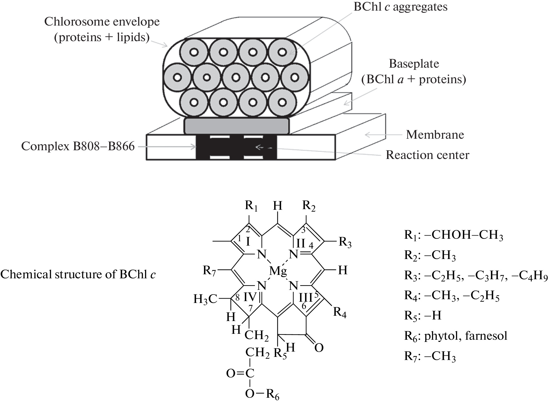 Intramolecular Femtosecond Energy Conversion in Chlorosomes of Photosynthesizing Green Bacteria