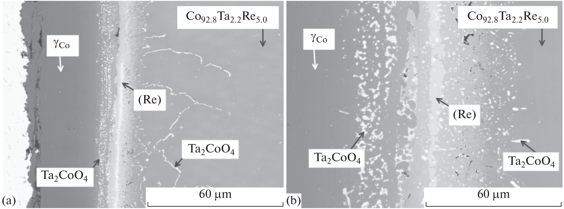 The Reduction of the Oxidized Surface of Cobalt–Rhenium Alloys with Chromium from the Gas Phase