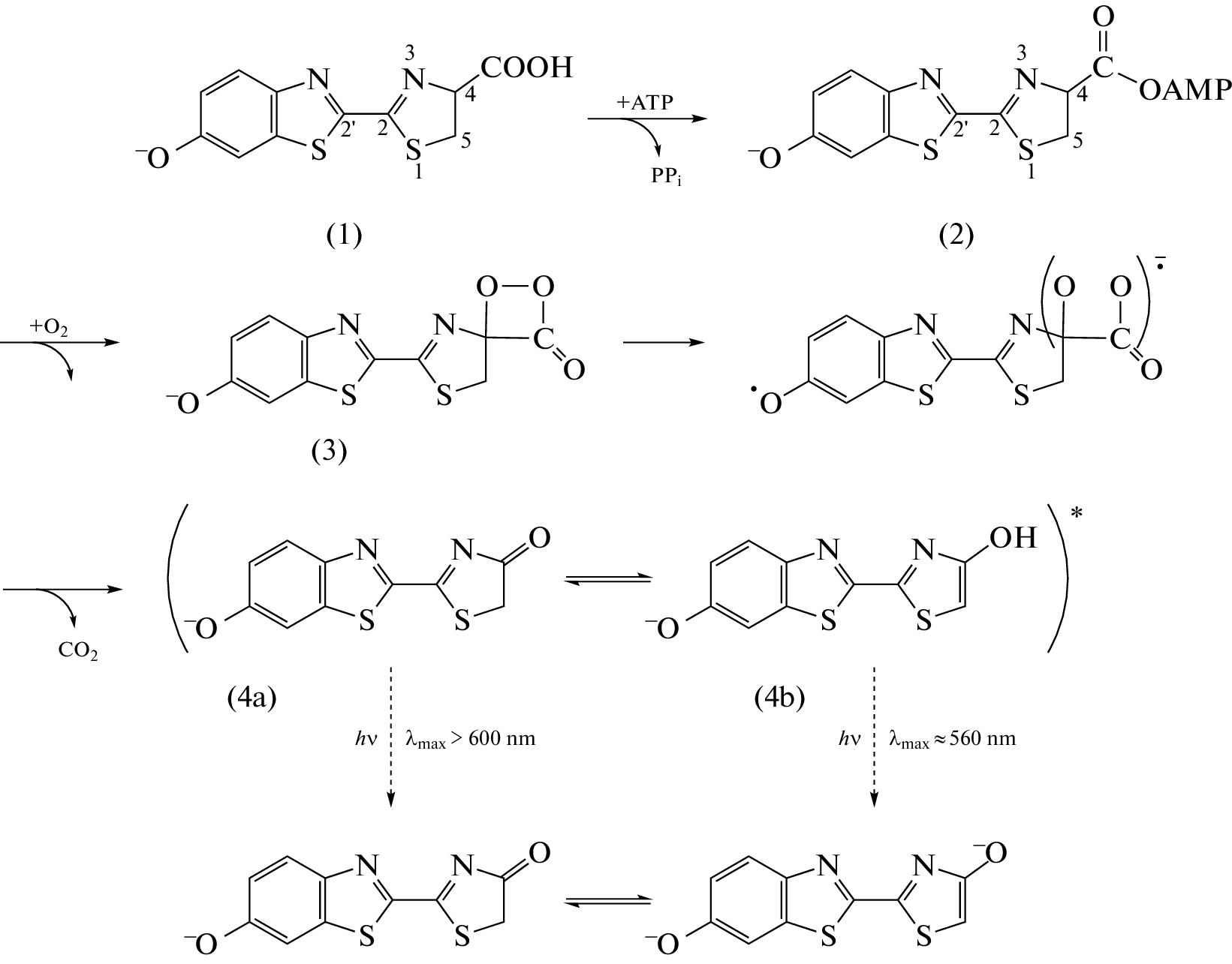 Firefly Luciferase: Historical Aspect