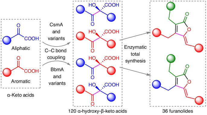 Structural insights into two thiamine diphosphate-dependent enzymes and their synthetic applications in carbon–carbon linkage reactions