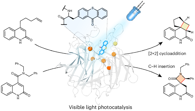 Efficient and selective energy transfer photoenzymes powered by visible light